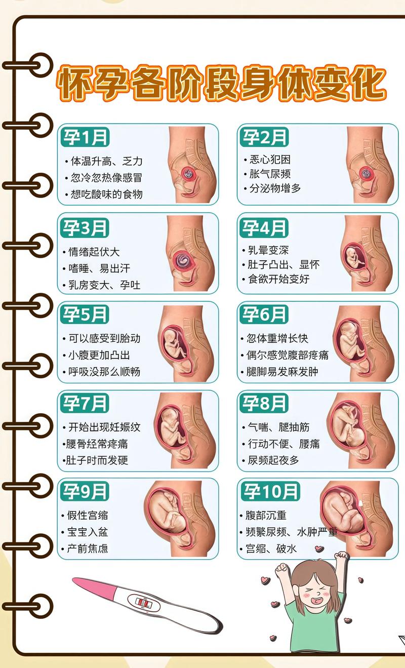 揭秘供卵代孕妈妈怀孕小腹分两节，孕期变化的奥秘松江代生机构: